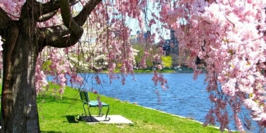 This image depicts a serene spring scene featuring a bench beneath a large cherry blossom tree in full bloom