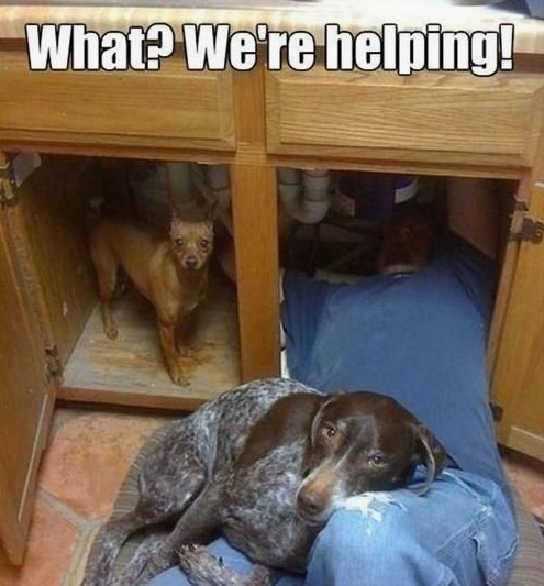 dogs