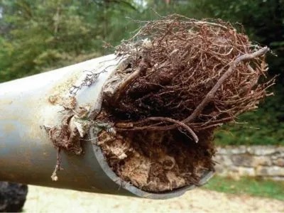 Tree roots have invaded and completely blocked a drainpipe.