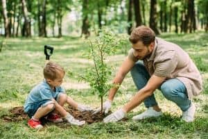 stall tree root growth